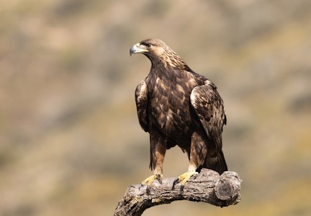 Animal, Bird, Buzzard, Eagle, Hawk, Vulture
